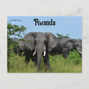 Cartão Postal Elefantes em Kigali Ruanda
