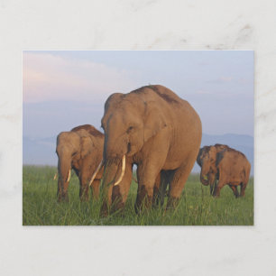 Cartão Postal Elefantes indianos na pastagem
