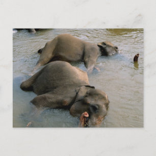Cartão Postal Elefantes no Cartão-postal de Waterhole