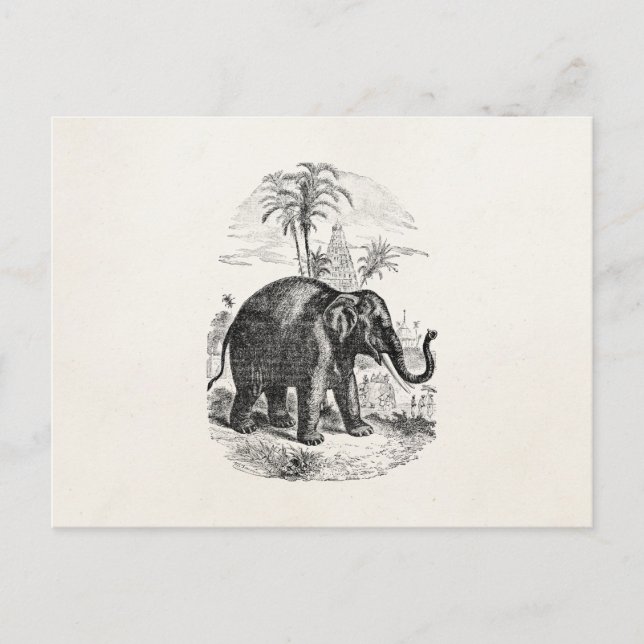 Cartão Postal Elefantes Personalizados do Elefante Asiático Vint (Frente)
