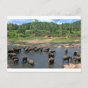 Cartão Postal Elefantes Sri Lanka