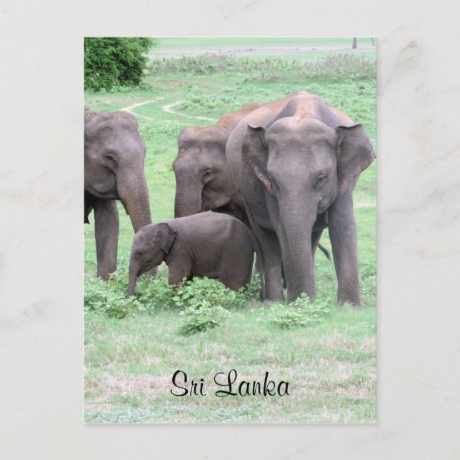 Cartão Postal elefantes sri lankan (Frente)