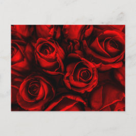 Cartão postal Elegância de rosa vermelha