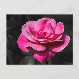 Cartão Postal Elegância Rosa Rosa Carta Postal