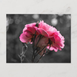 Cartão Postal Elegância Rosa Rosa Carta Postal