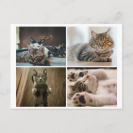 CARTÃO POSTAL ELEGANT CATS POSTCARD