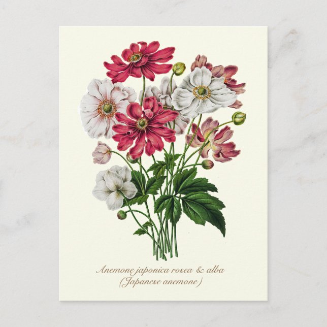 Cartão Postal Elegant Vintage Botanical Japanese Anemone (Frente)