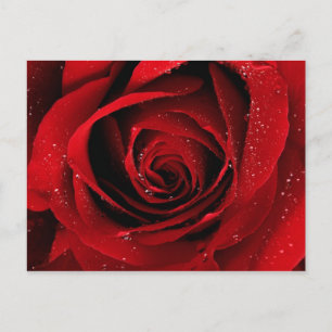 Cartão Postal elegante