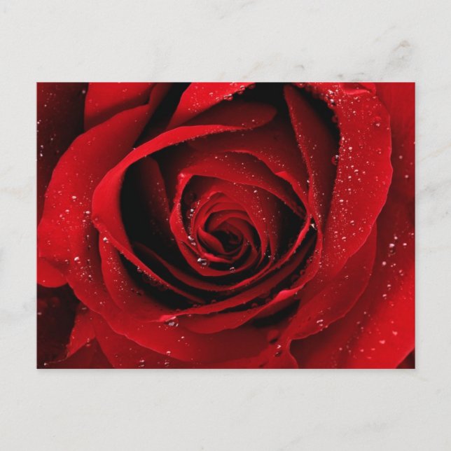 Cartão Postal elegante (Frente)