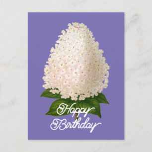 Cartão Postal Elegante Aniversário Hydrangea Paniculata Vintage