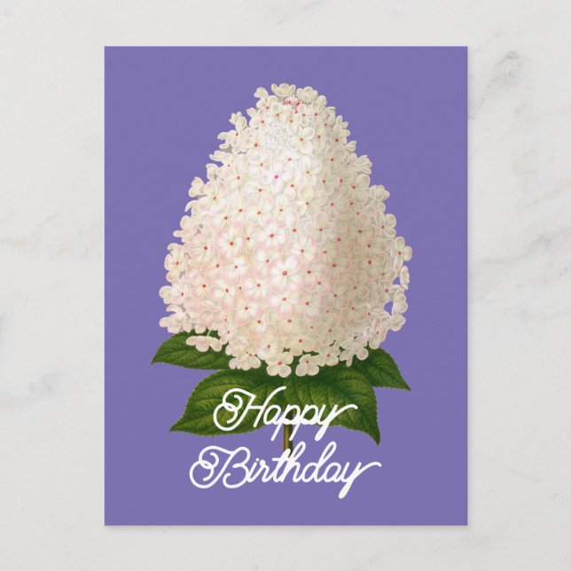 Cartão Postal Elegante Aniversário Hydrangea Paniculata Vintage (Frente)