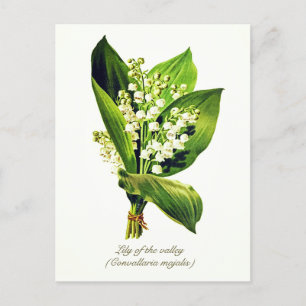 Cartão Postal Elegante Botânico Vintage Lírio do vale
