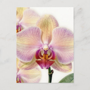Cartão Postal Elegante Flor de Orquídea Roxa Pastel