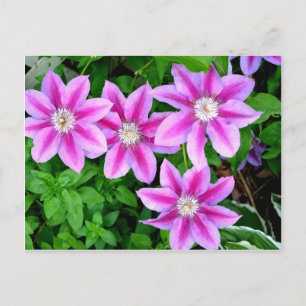 Cartão Postal Elegante floral boho verde rosa