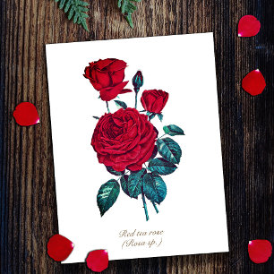 Cartão Postal Elegante Floral de Rosa Vermelha Botânica Vintage