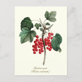 Cartão Postal Elegante Fruta de Berry de Corinto Redundante, Bot