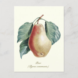Cartão Postal Elegante Fruta de Pear Botânica