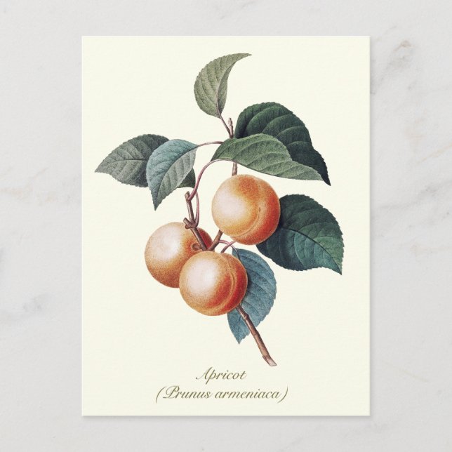 Cartão Postal Elegante Fruta de pintura botânica (Frente)
