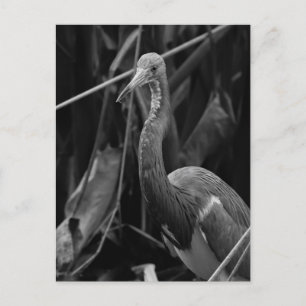 Cartão Postal Elegante Heron Portrait - Fotografia da vida selva