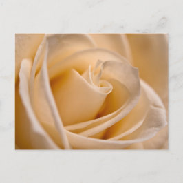 Cartão Postal Elegante Ivory Rosa
