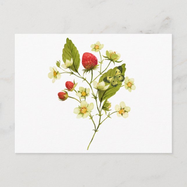 Cartão Postal Elegante planta de morango aquarela com flores (Frente)