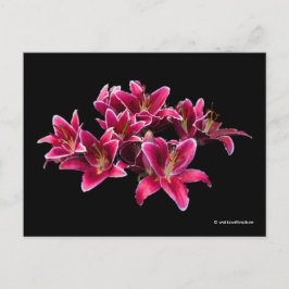 Cartão Postal Elegante Stargazer Oriental Lírios Rosa Flores Ros