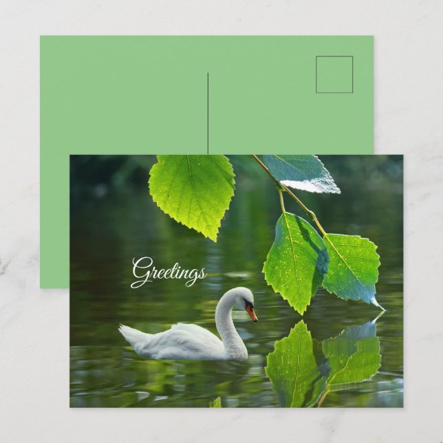 Cartão Postal Elegante Summer Swan (Frente/Verso)