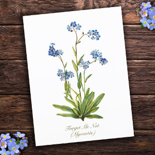 Cartão Postal Elegante Vintage Botânica Esquecer-Me Não Flor