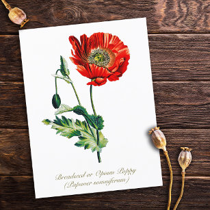 Cartão Postal Elegante Vintage Ópio Botânico Flor de Papoila