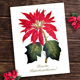 Cartão Postal Elegante Vintage Poinsettia Botânica Flor