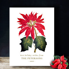 Cartão Postal Elegante Vintage Poinsettia Botânica Flor