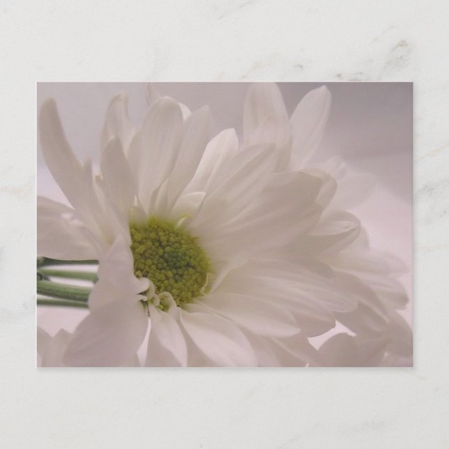 Cartão Postal Elegante White Daisies (Frente)
