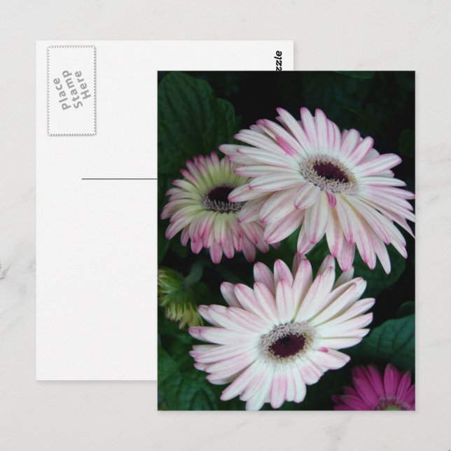Cartão Postal Elegante White e Rosa Gerber Daisy Floral (Frente/Verso)