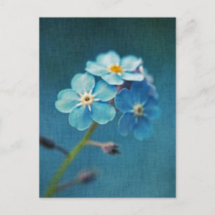 Cartão Postal Elegantes Flores Azuis Não me esqueças