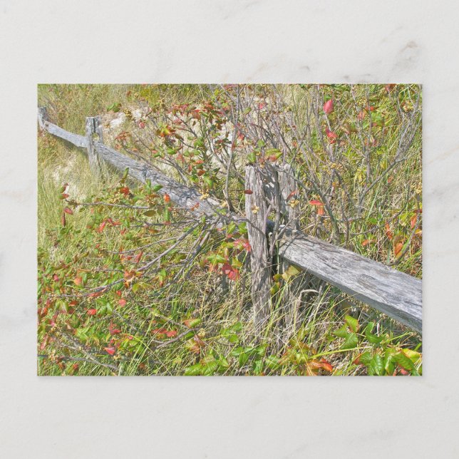 Cartão Postal Elementos de coordenação IBSP NJ de cercas e venen (Frente)