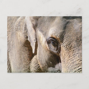 CARTÃO POSTAL ELEPHANT