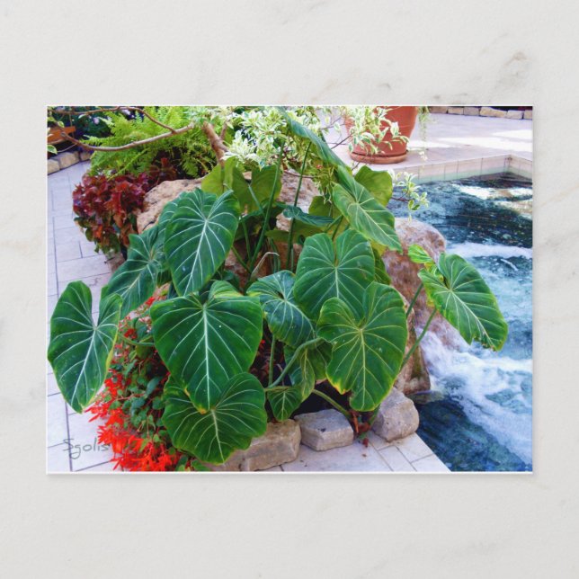 Cartão Postal Elephant Ear Container Vegetals Garden Photo (Frente)
