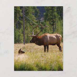 Cartão Postal Elk