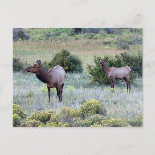 Cartão Postal Elk Americano   Colorado