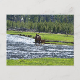 Cartão Postal Elk and Baby in River
