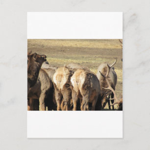 Cartão Postal Elk Booty