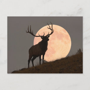 Cartão Postal Elk Bull Elk e Moon Rise