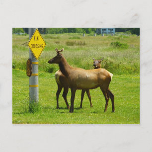 Cartão Postal Elk Crossing California Wildlife