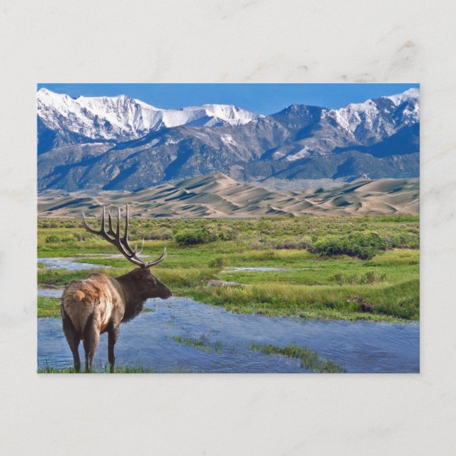 Cartão Postal Elk das Montanhas Rochosas do Colorado (Frente)
