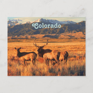 Cartão Postal Elk em Grasslands e Dunes no Colorado