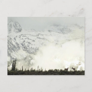 Cartão Postal Elk no Grand Teton National Park Fotografia