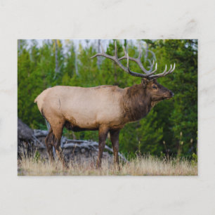 Cartão Postal Elk Parque Nacional Yellowstone, Wyoming