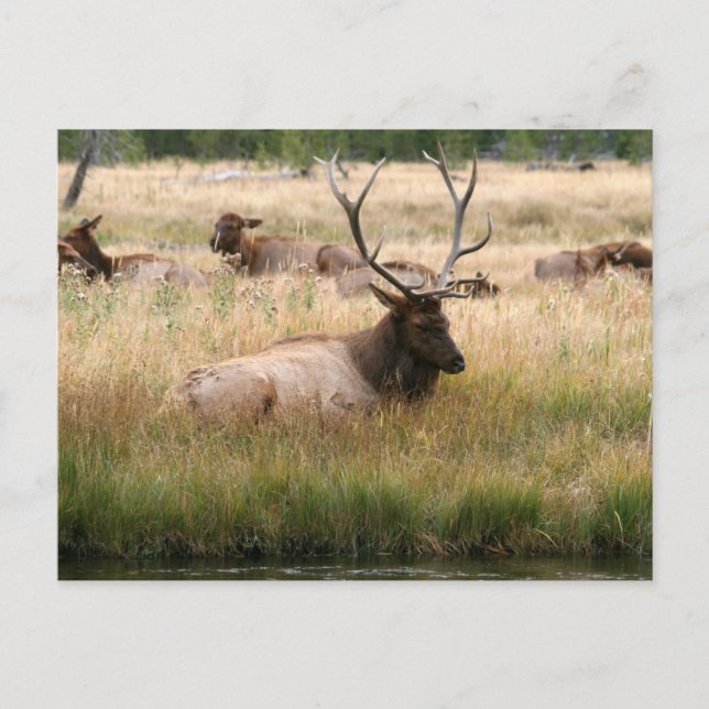 Cartão Postal Elk Rocky Mountain na grama (Frente)