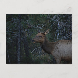 Cartão Postal Elk Selvagem na Floresta dos Pinheiros - Fotografi