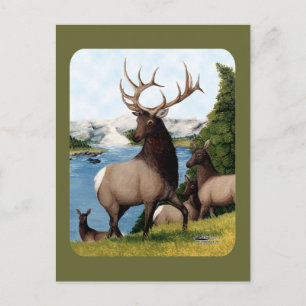 Cartão Postal Elk Wapiti